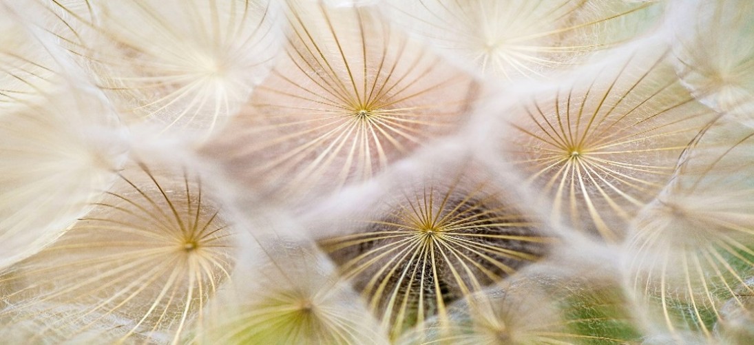dandoline_seeds