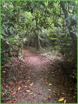 Trees